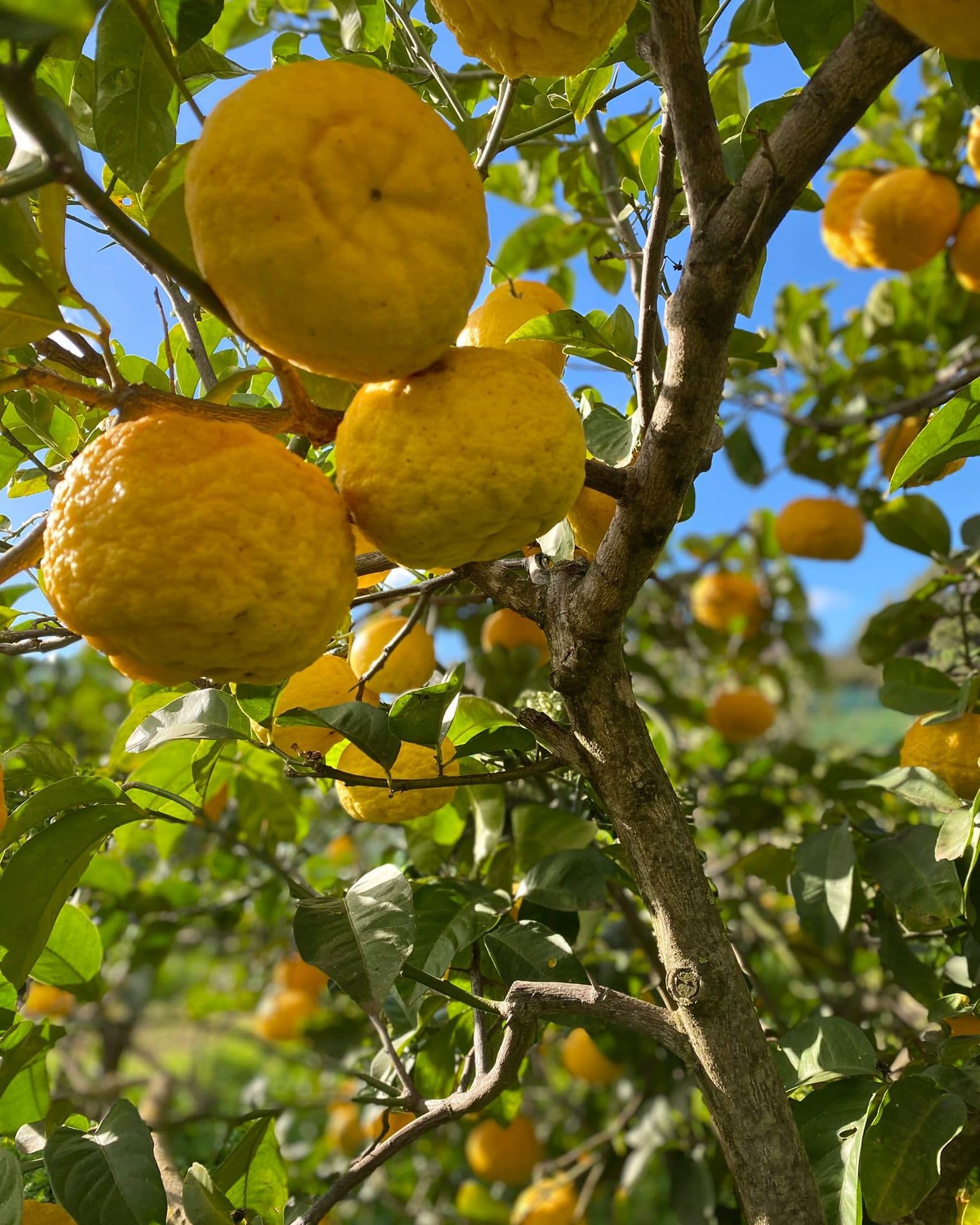 Pentumas Restaurant - Image 4